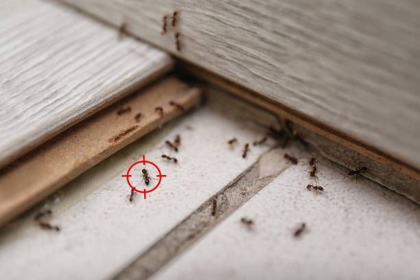 Best Termite Control Services  in Decatur, TX