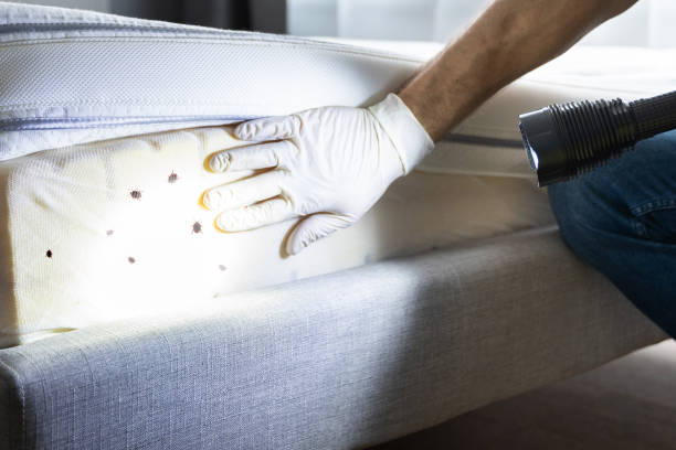 Best Wasp Removal Services  in Decatur, TX